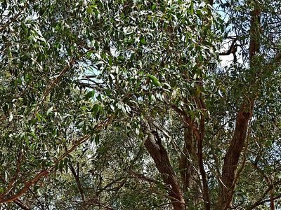 Eucalyptus dives, photographed by Max Campbell