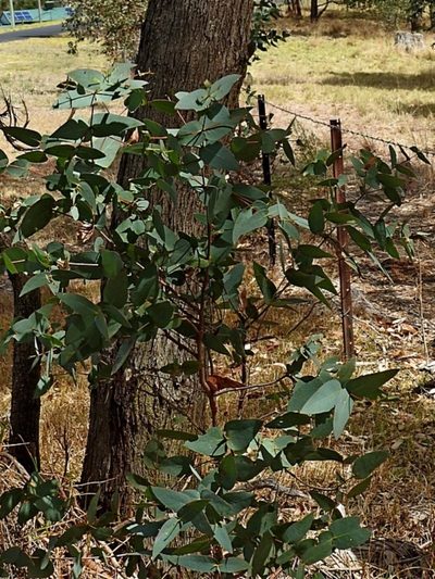 Eucalyptus dives, photographed by Max Campbell