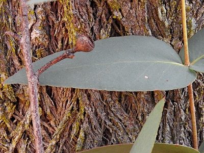 Eucalyptus dives, photographed by Max Campbell