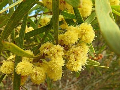 Acacia elongata, photographed by Max Campbell