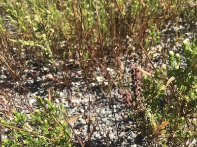 Symphyotrichum ciliatum, photographed by Bonnie Isaac