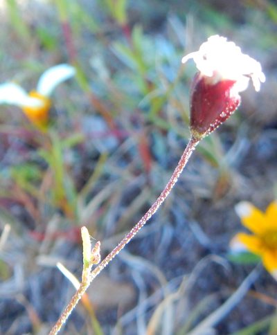 Florestina purpurea, photographed by Carlos Martorell