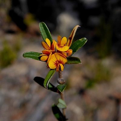 Pultenaea linophylla, photographed by Max Campbell