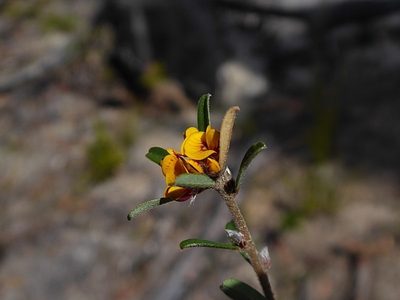 Pultenaea linophylla, photographed by Max Campbell