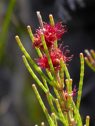 Allocasuarina paludosa, photographed by Max Campbell