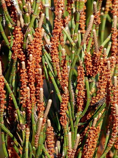 Allocasuarina paludosa, photographed by Max Campbell