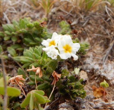 Euploca foliosissima, photographed by Carlos Martorell