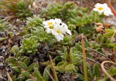 Euploca foliosissima, photographed by Carlos Martorell