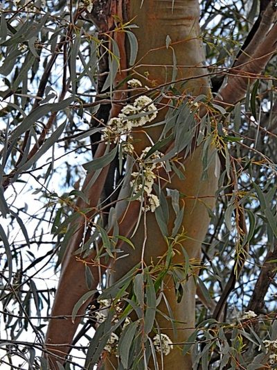 Eucalyptus elata, photographed by Max Campbell