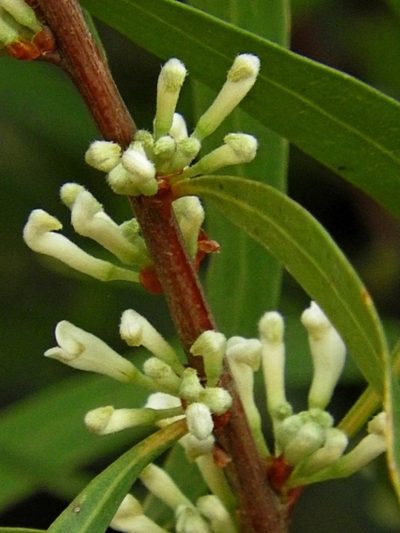 Hakea eriantha, photographed by Max Campbell