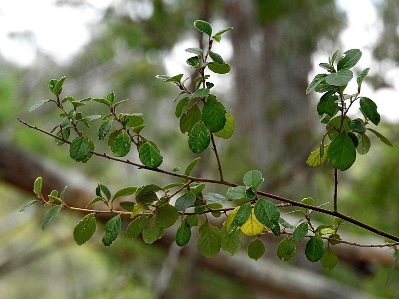 Pomaderris brogoensis, photographed by Max Campbell