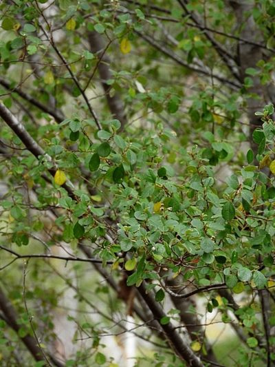 Pomaderris brogoensis, photographed by Max Campbell