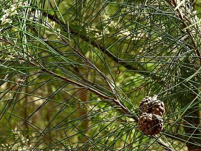 Hakea macraeana, photographed by Max Campbell