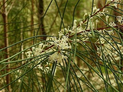 Hakea macraeana, photographed by Max Campbell