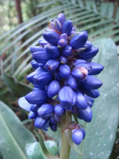 Dichorisandra paranaensis, photographed by Pedro Silva