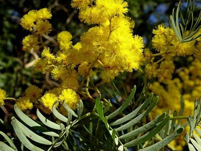 Acacia blayana, photographed by Max Campbell