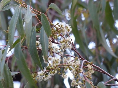 Eucalyptus eugenioides, photographed by Max Campbell