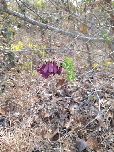 Jacaranda ulei, photographed by Leonardo Bergamini