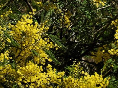 Acacia silvestris, photographed by Max Campbell