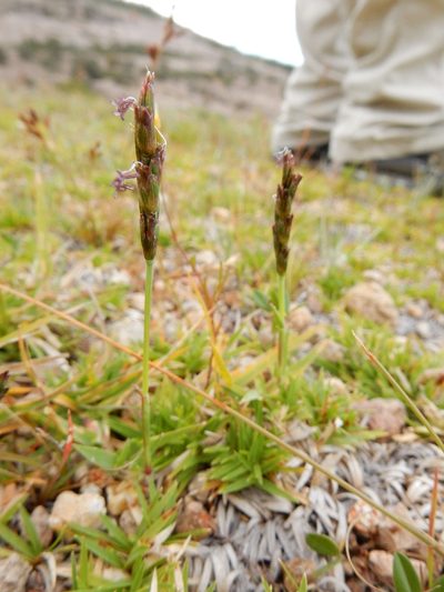 Hilaria cenchroides, photographed by Carlos Martorell
