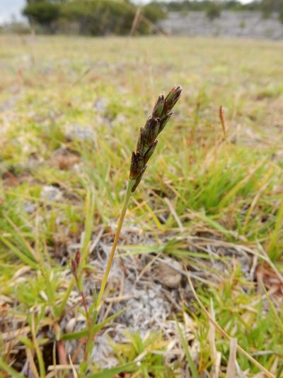 Hilaria cenchroides, photographed by Carlos Martorell