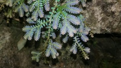 Selaginella uncinata, photographed by Rafael Medina