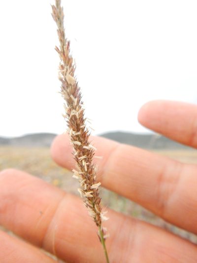 Muhlenbergia phalaroides, photographed by Carlos Martorell