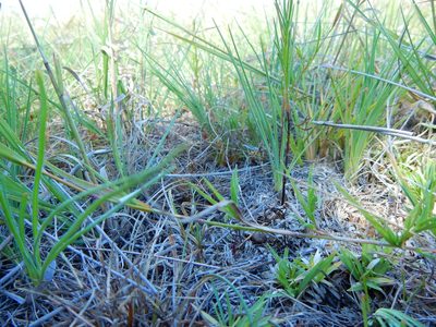 Muhlenbergia phalaroides, photographed by Carlos Martorell