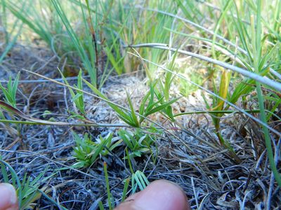 Muhlenbergia phalaroides, photographed by Carlos Martorell