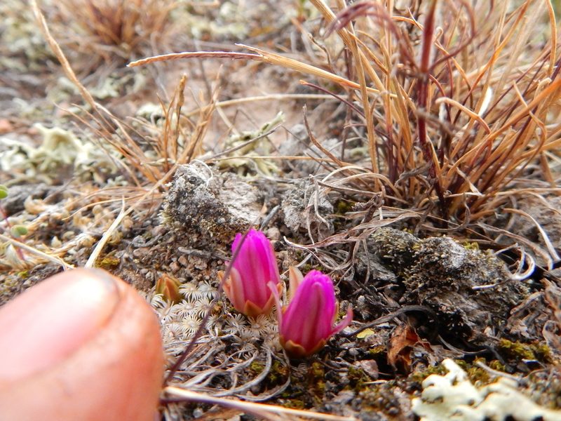 Mammillaria hernandezii, photographed by Carlos Martorell