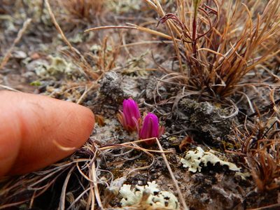 Mammillaria hernandezii, photographed by Carlos Martorell