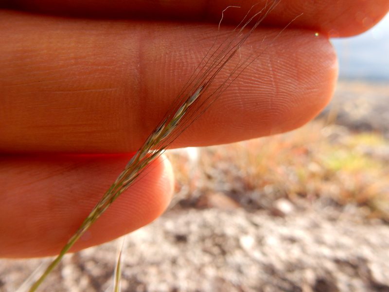 Muhlenbergia peruviana, photographed by Carlos Martorell