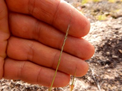 Muhlenbergia peruviana, photographed by Carlos Martorell