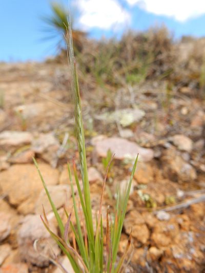 Muhlenbergia peruviana, photographed by Carlos Martorell