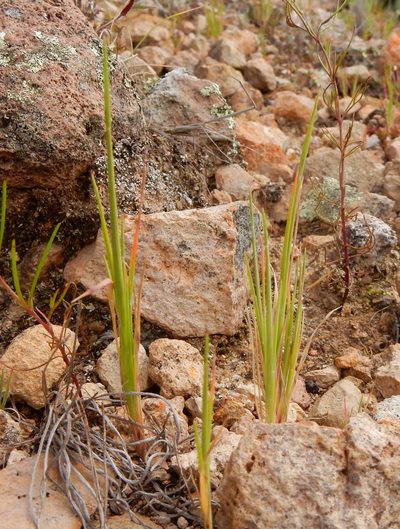Muhlenbergia peruviana, photographed by Carlos Martorell