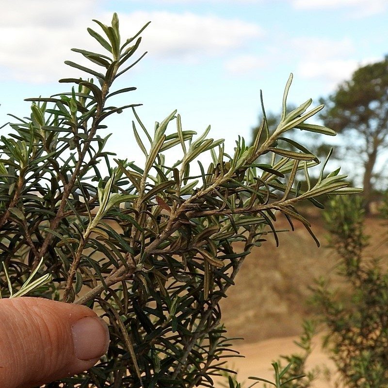 Ozothamnus conditus, photographed by Max Campbell
