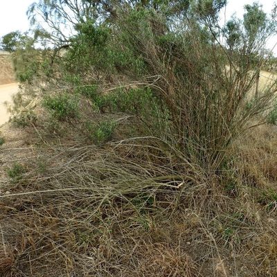 Ozothamnus conditus, photographed by Max Campbell