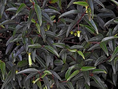 Correa bauerlenii, photographed by Max Campbell