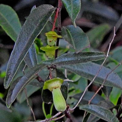 Correa bauerlenii, photographed by Max Campbell