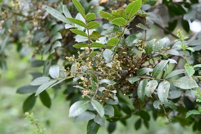 Rhus schiedeana, photographed by Neptalí Ramírez Marcial
