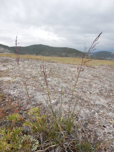 Muhlenbergia rigida, photographed by Carlos Martorell