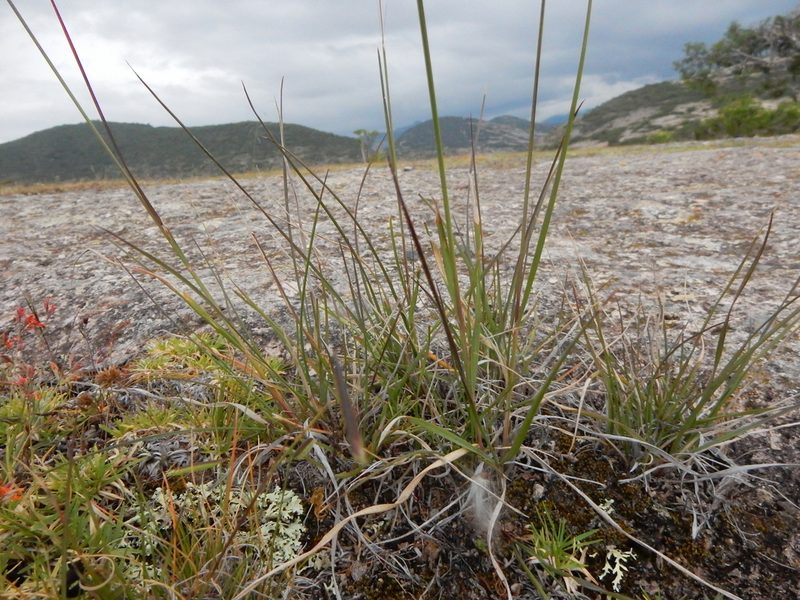 Muhlenbergia rigida, photographed by Carlos Martorell