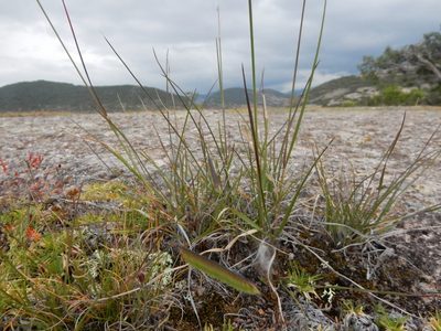 Muhlenbergia rigida, photographed by Carlos Martorell