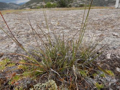 Muhlenbergia rigida, photographed by Carlos Martorell