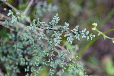 Argyrochosma formosa, photographed by Neptalí Ramírez Marcial