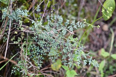 Argyrochosma formosa, photographed by Neptalí Ramírez Marcial