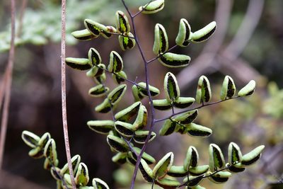 Argyrochosma formosa, photographed by Neptalí Ramírez Marcial