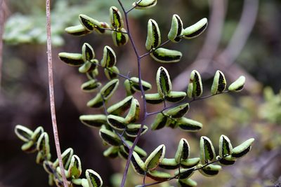 Argyrochosma formosa, photographed by Neptalí Ramírez Marcial