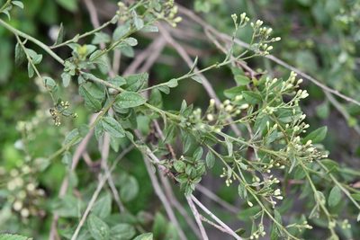 Archibaccharis serratifolia, photographed by Neptalí Ramírez Marcial