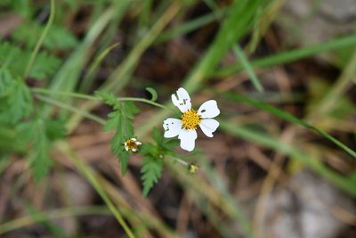 Bidens chrysanthemifolia, photographed by Neptalí Ramírez Marcial